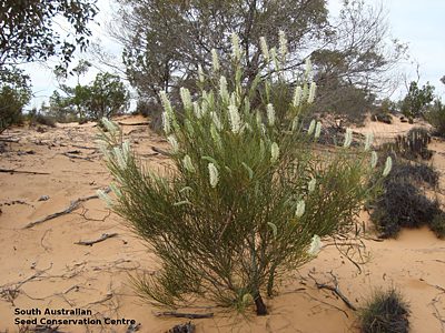 Grevillea pterosperma plant Googs Track